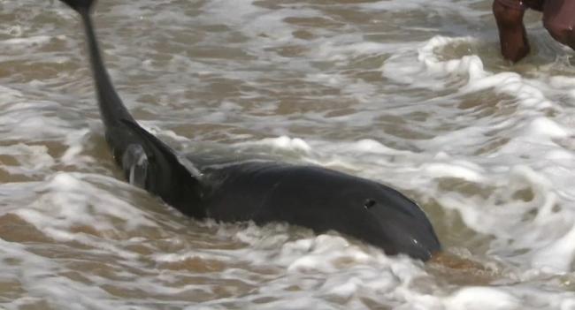 Stranded Dolphins Safely Returned to Ocean